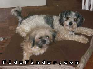 Safe Lhasa Apso in Charlotte, NC