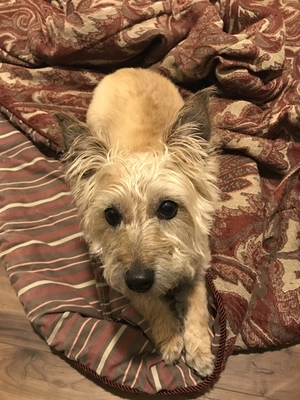 Safe Australian Terrier in Sherwood, OR