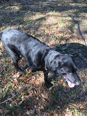 Safe Labrador Retriever in Saint Petersburg, FL