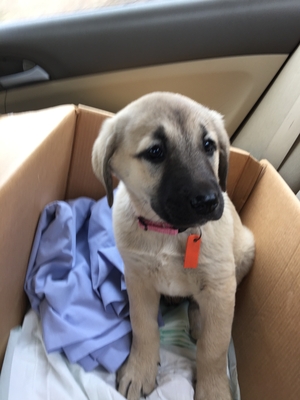 Safe Anatolian Shepherd Dog in Bells, TX