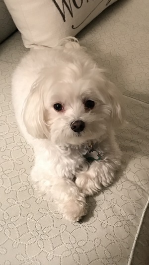 Safe Maltese in Lake Forest, IL