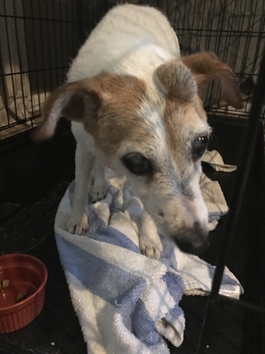Safe Jack Russell Terrier in Tampa, FL