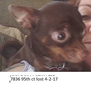 Safe Chihuahua in Vero Beach, FL