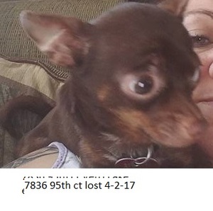 Safe Chihuahua in Vero Beach, FL