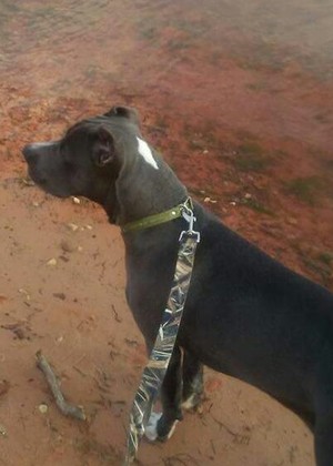 Safe Pit Bull in Norman, OK