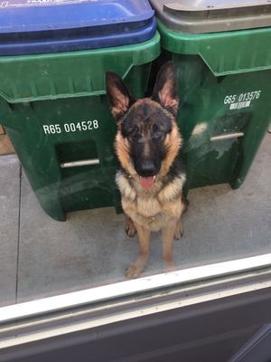 Safe German Shepherd Dog in Irvine, CA