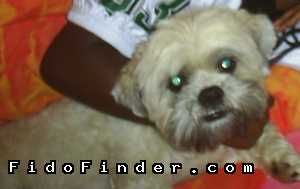 Safe Lhasa Apso in Desoto, TX