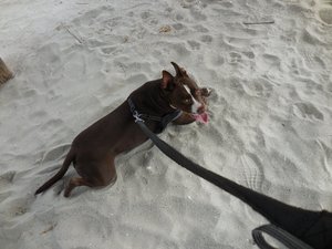 Safe Pit Bull in Myrtle Beach, SC