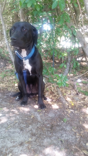 Safe Labrador Retriever in Kissimmee, FL