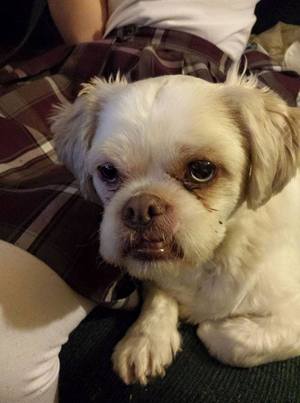 Safe Shih Tzu in Kansas City, KS