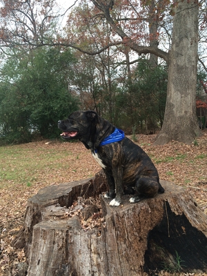 Safe American Bulldog in Waxhaw, NC