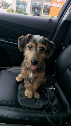 Safe Dachshund in Edmond, OK