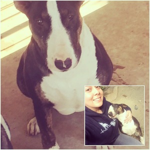 Safe Bull Terrier in Fontana, CA