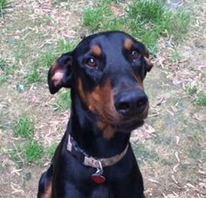 Safe Doberman Pinscher in Clarksdale, MS