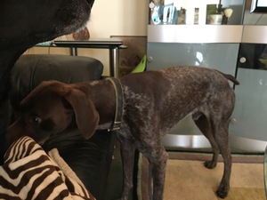 Safe German Shorthaired Pointer in Romulus, MI