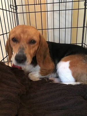 Safe Beagle in Decatur, GA US