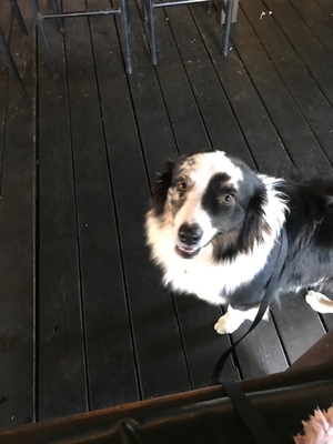 Safe Australian Shepherd in Fort Lauderdale, FL