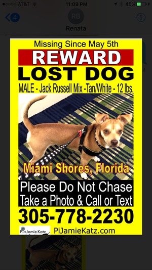 Safe Jack Russell Terrier in Miami, FL