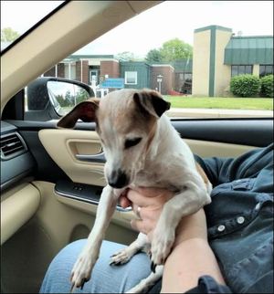 Safe Chihuahua in Pemberton, NJ