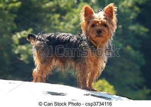 Safe Yorkshire Terrier in Denton, TX