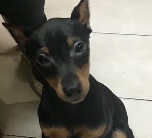 Safe Miniature Pinscher in Miami Beach, FL