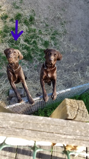 Safe German Wirehaired Pointer in Walled Lake, MI