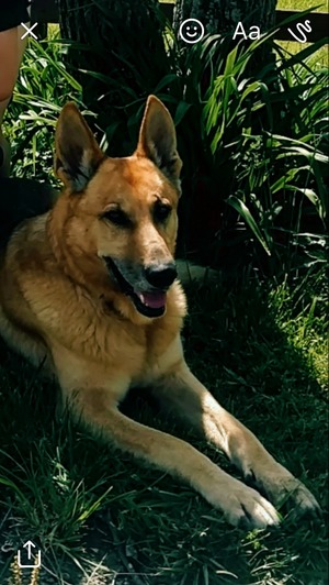 Safe German Shepherd Dog in Corinth, KY
