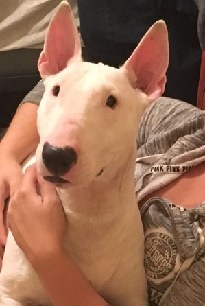 Safe Bull Terrier in Fort Lauderdale, FL