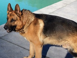 Safe German Shepherd Dog in Martinez, CA