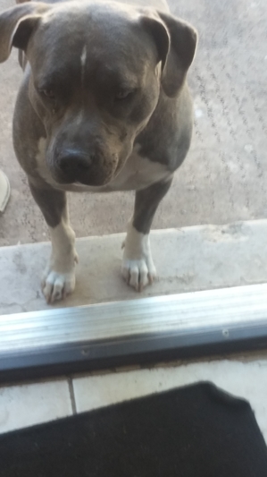 Safe Pit Bull in Orlando, FL