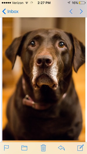 Safe Labrador Retriever in Rhinebeck, NY