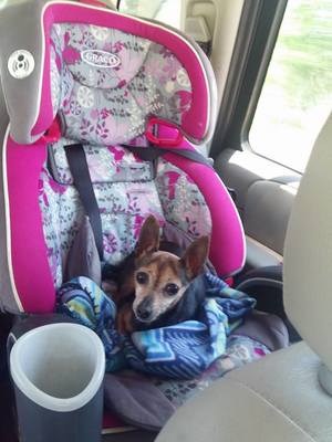 Safe Miniature Pinscher in Rocky Mount, NC
