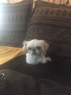 Safe Shih Tzu in Albuquerque, NM