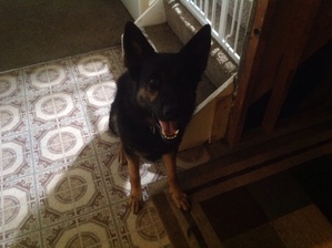 Safe German Shepherd Dog in Cincinnati, OH