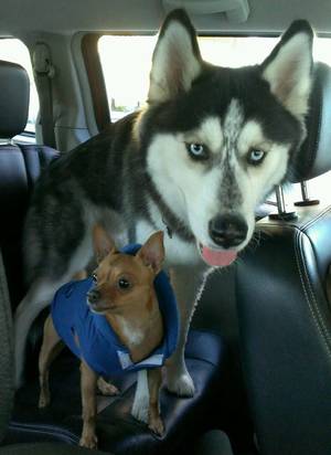 Safe Siberian Husky in Tucson, AZ