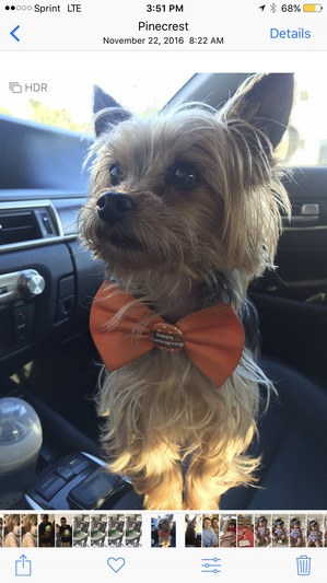 Safe Yorkshire Terrier in Miami, FL