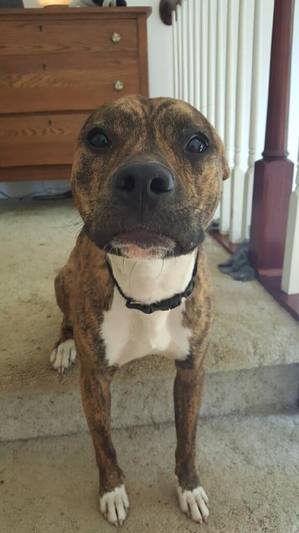 Safe Pit Bull in Rossiter, PA