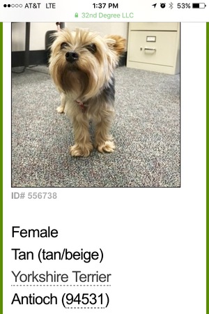 Safe Yorkshire Terrier in Antioch, CA