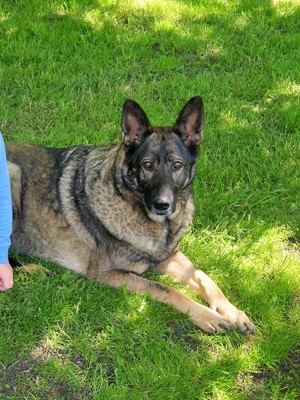 Safe German Shepherd Dog in Addison, NY