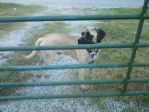 Safe Mastiff in Allen, TX