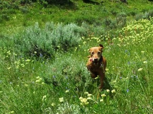 Safe Vizsla in Kremmling, CO