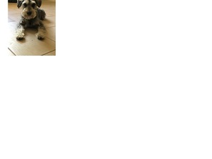 Safe Miniature Schnauzer in Fort Worth, TX