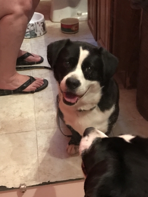 Safe Border Collie in Independence, MO