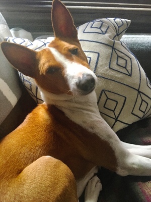 Safe Basenji in Denver, CO