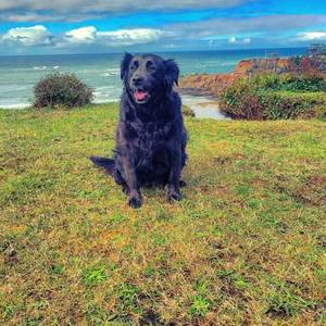 Safe Labrador Retriever in Portland, OR