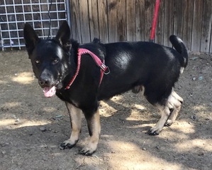 Safe German Shepherd Dog in Denver, CO