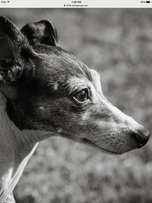 Safe Italian Greyhound in Dallas, PA