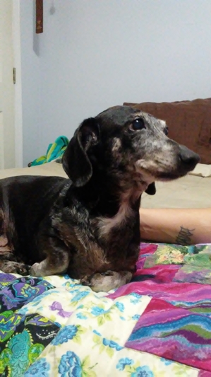 Safe Dachshund in Winder, GA