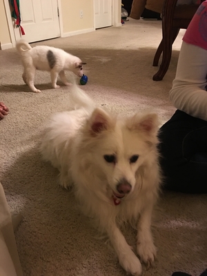 Safe American Eskimo Dog in Port Saint Lucie, FL