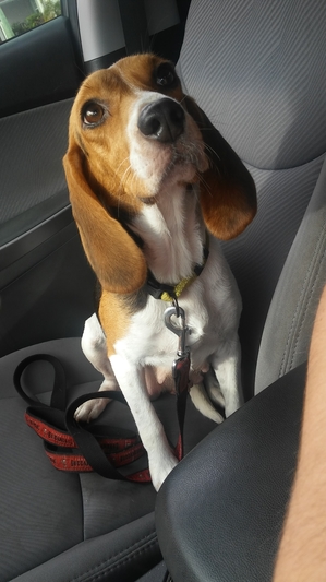 Safe Beagle in Tampa, FL